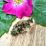 Img 0356