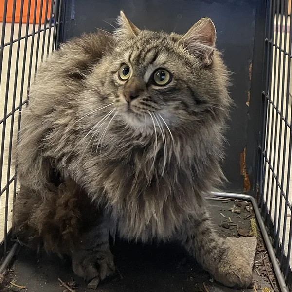 Hall%20triibik block