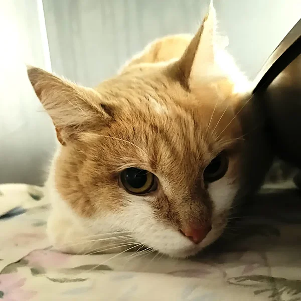 Img 20260106 091417 large block