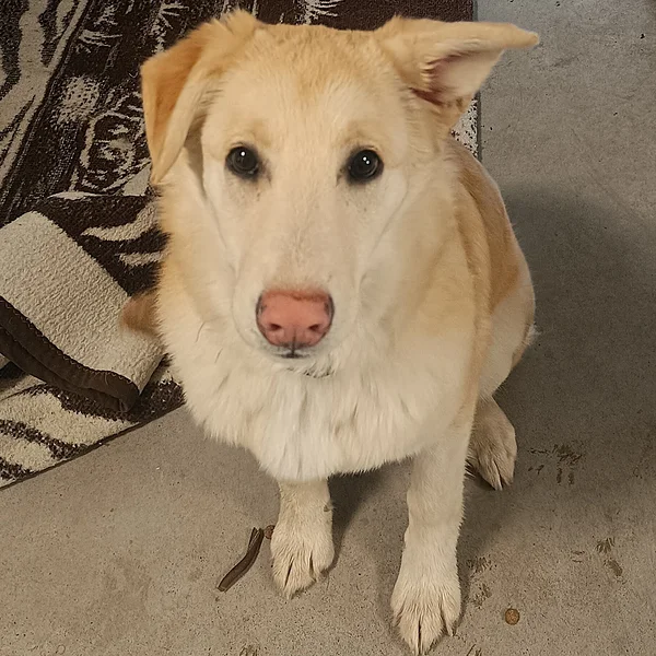 Img 20260308 085009 block