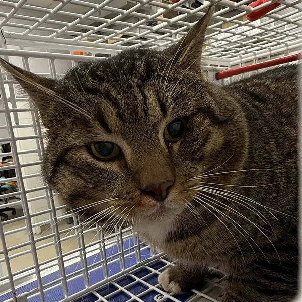 Img 2339%20(1) block