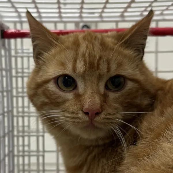 Isane%20punane block