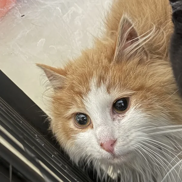 Punane%20valgega block