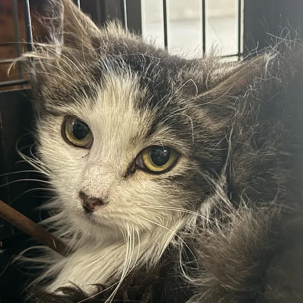 Triibik%20valgega block