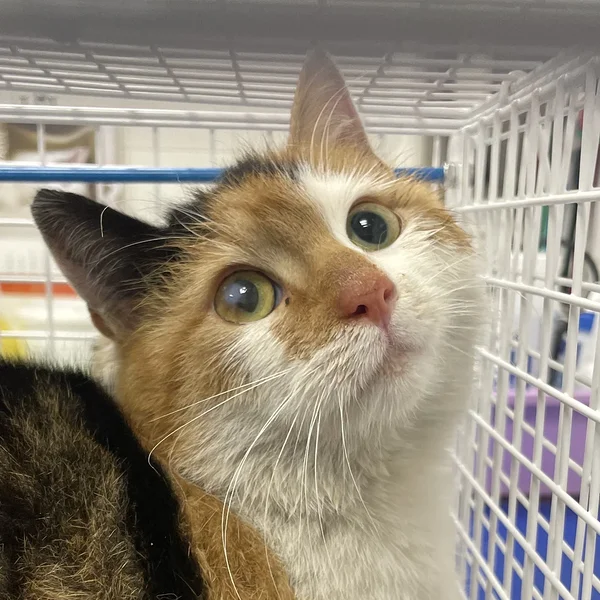 Punane%20emane 1 block