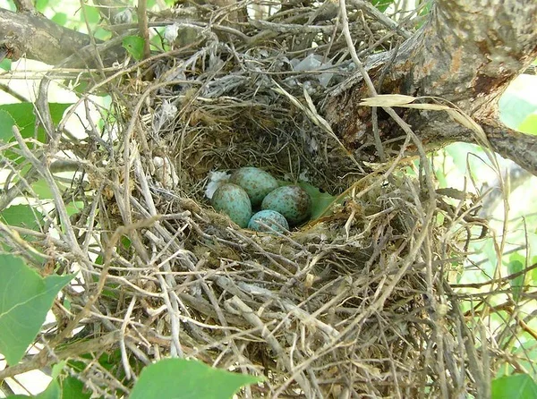 Pilalinnu munad. Foto: Donald Hines