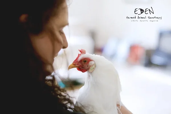 Veganvarjupaik Iirimaal: Eden Farmed Animal Sanctuary