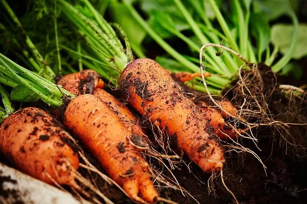 esemata maheporgandeid ega ka ühtegi teist mitteloomset rikastamata toiduainet ei saa pidada usaldusväärseks B12-vitamiini allikaks. Ainsad usaldusväärsed B12 allikad veganite jaoks on B12 toidulisandid ja B12-ga rikastatud toiduained. 