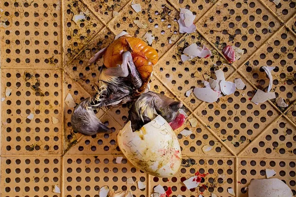 Osaliselt arenenud hanepojad Türgi aretusfarmi inkubaatorikastis. Havva Zorlu / We Animals Media