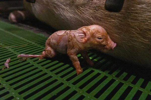 Vastsündinud põrsas poegimisaediku restpõrandal Lombardias Itaalias. Nova Dwade / We Animals Media