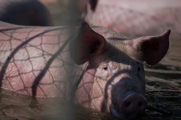 Lõksu jäänud siga kõhuni ulatuvas üleujutusvees Ravennas Itaalias. Stefano Belacchi / Essere Animali / We Animals Media