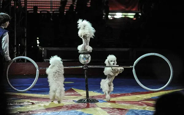 Credit: Jo-Anne McArthur / We Animals. Tsirkuses esinevad puudlid.