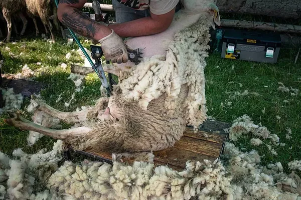 Foto: Zuzana Mit / We Animals. Lamba pügamine Slovakkias. Pügamise käigus saavad lambad tihti vigastada.