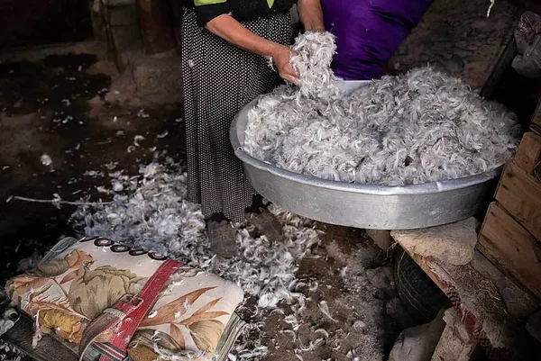 Foto: Havva Zorlu / We Animals. Kausis on 30 halbades tingimustes peetud hane suled.