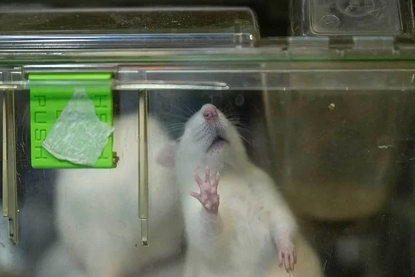 Foto: Jo-Anne McArthur / Te Protejo / We Animals