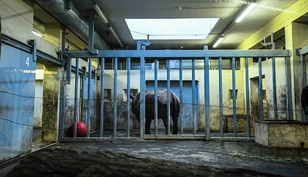 Foto: Jo-Anne McArthur / Born Free Foundation / We Animals. Ida-aafrika teravmokk-ninasarvik Tallinna loomaaias.