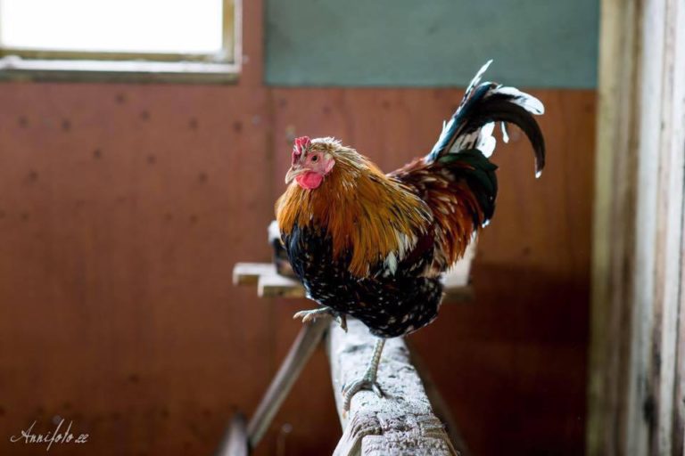 Käepärane juhend veganitele kanadest ja munadest rääkimiseks