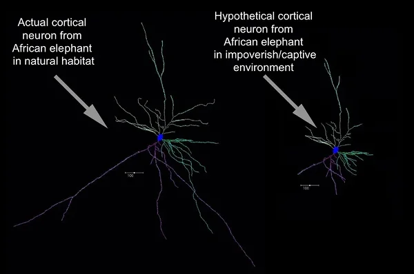 Oma looduslikus elupaigas elava metsiku Aafrika elevandi kortikaalne neuron võrrelduna vangistatud looma hüpoteetilise kortikaalse neuroniga. Bob Jacobs, CC BY-ND