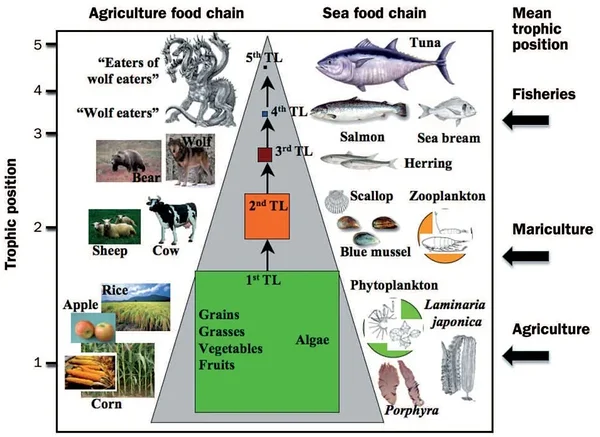 Joonis 1. Energiakadu toiduahelas väljendub biomassi vähenemises toiduahela igas lülis (keskel). Näiteid maismaa- (vasakul) ja veeorganismide (paremal) kohast toiduahelas(17).