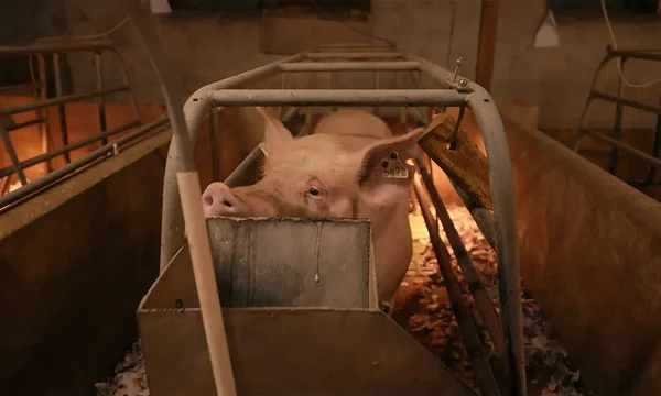 Poegimiseks mõeldud puuris peetav seaema. Foto: Advocates for Animals