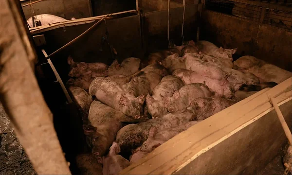 Üks sulg oli nii ülerahvastatud, et sigadel polnud võimalik liikuda. Foto: Advocates for Animals