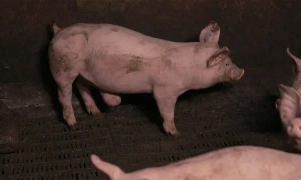 Sigadel leiti ravimata herniaid. Foto: Advocates for Animals