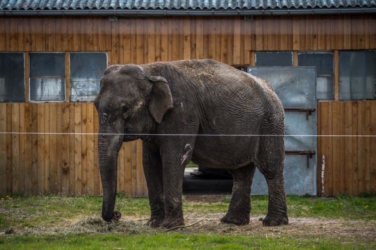 Kõik, mis loomaaedadega valesti on