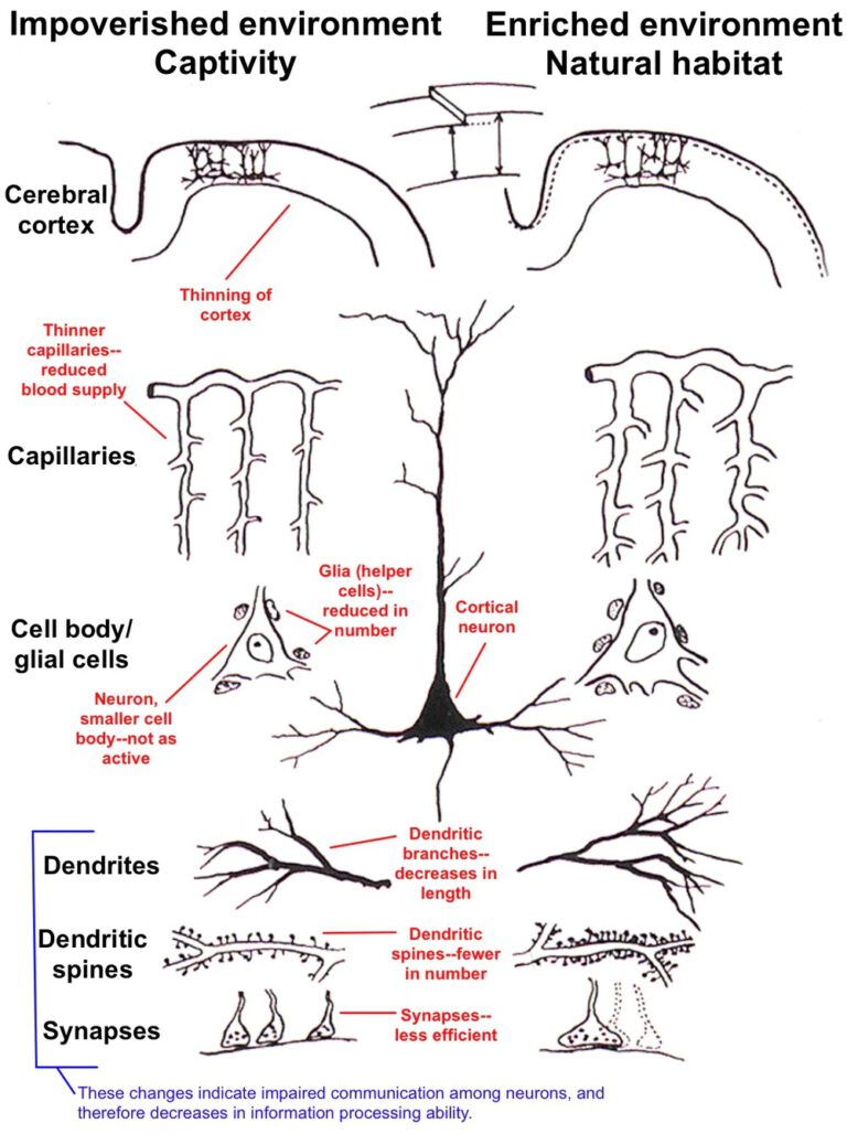 Illustratsioon näitlikustab ajukoore erinevust loomadel, kes elavad vaesestatud või rikastatud keskkonnas ehk vastavalt vangistuses või vabaduses. Vaesestamise korral ajukoor õheneb, verevarustus väheneb, neuronitele pakutakse vähem toetust ja nendevaheliste ühenduste hulk väheneb. Arnold B. Scheibel, CC BY-ND
