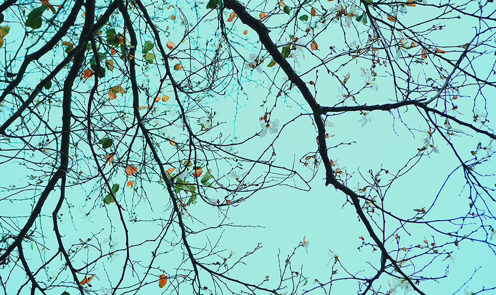 Kas neuroloogiline mitmekesisus takistab veganiks olemist?