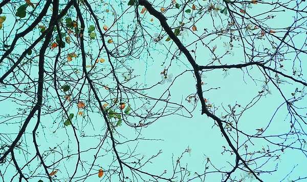 Kas neuroloogiline mitmekesisus takistab veganiks olemist?