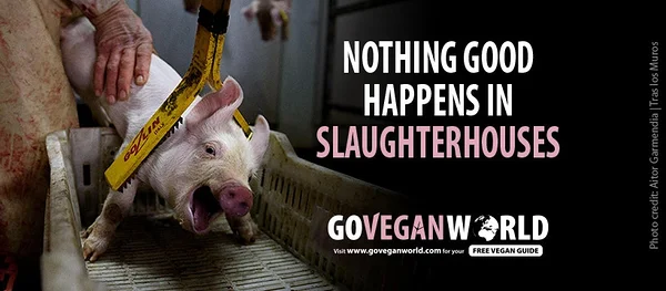 Üks Go Vegan World kampaaniatest: tapamajades ei toimu mitte midagi head.