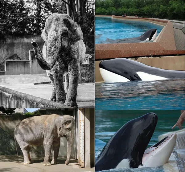Hanako, Jaapani Inokashira loomaaias elav Aasia elevant ja Kiska, Kanada Marinelandis elav mõõkvaal. Üks foto kujutab Kiska kahjustatud hambaid. Elevandid Jaapanis (vasakul), Ontario Captive Animal Watch (paremal), CC BY-ND