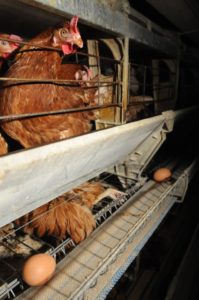 Foto: Jo-Anne McArthur / Animal Equality