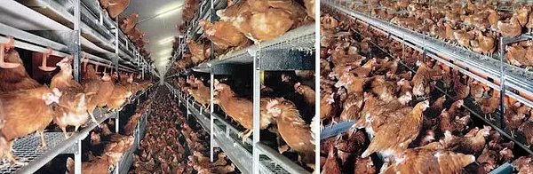 Kanad vabapidamisel Pildid: http://www.upc-online.org/freerange.html