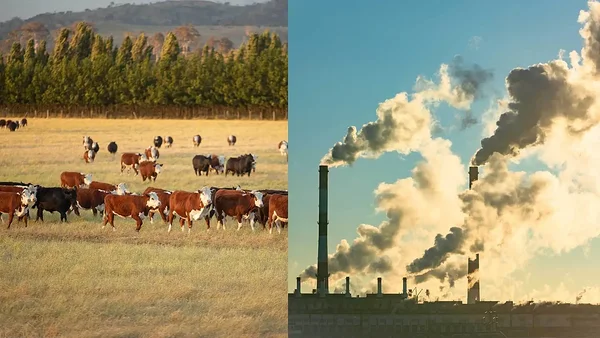 Uus uuring: kliimakriisi peamine põhjustaja on loomakasvatus, mitte fossiilkütused