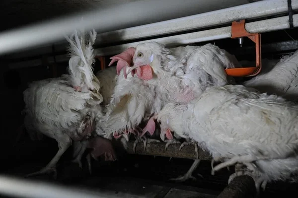 Munatööstus. Foto: Jo-Anne McArthur / Djurrattsalliansen