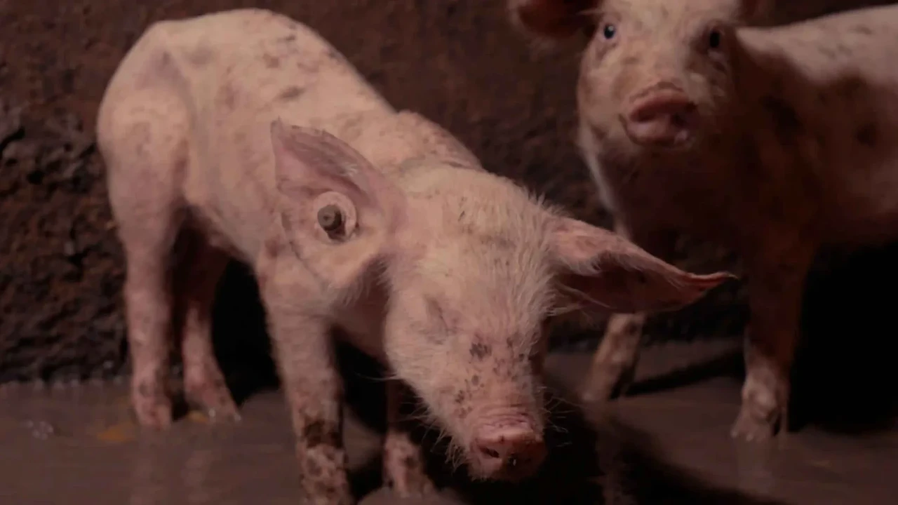 Inglismaa seafarmis filmitud „kujuteldamatute kannatuste” järel nõutakse õiguslike meetmete rakendamist