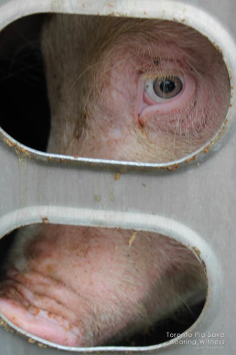 Foto: Toronto Pig Save