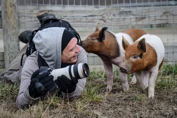 Uudishimulikud põrsad varjupaigas. Foto: Jo-Anne McArthur / We Animals