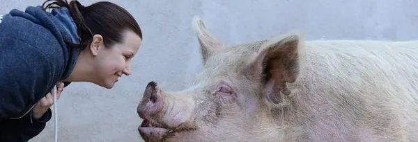 Foto: Jo-Anne McArthur / We Animals