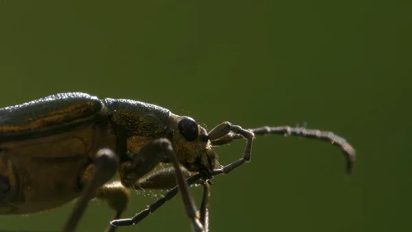 Insect hygiene routines