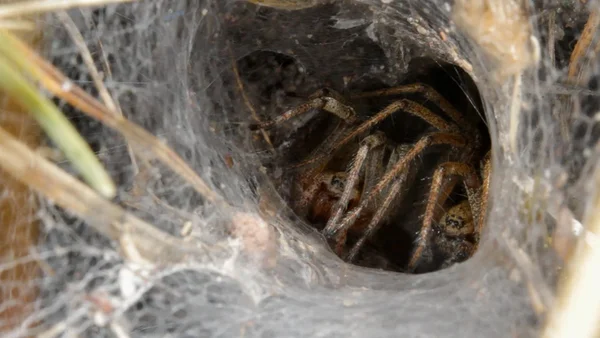 The Art of Courtship