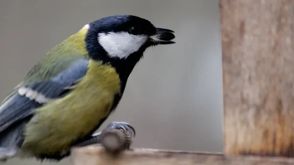 Birds at the Feeding Station