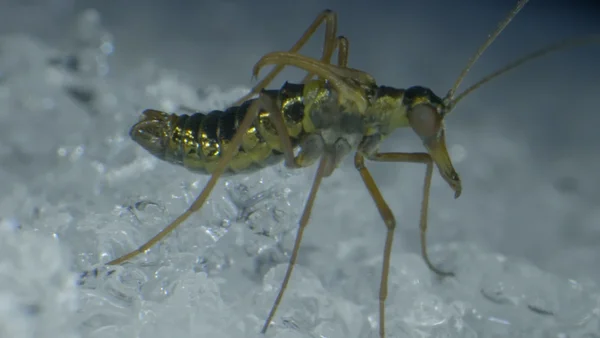 Tiny creatures on the snow