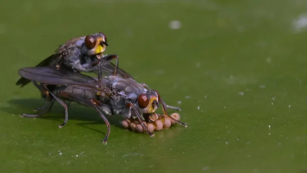 On a water lily leaf