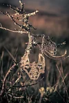 Elo uibokand jewelry artist handmade silver jewellery magic estonian jewelry large necklace amulet wolf amulet – koopia
