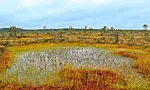 Autumn – the season of colours in the bog.