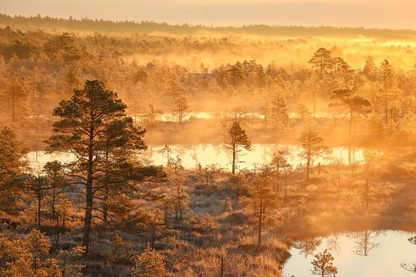 Autumn sunrise over Kõnnu Suursoo — Estonia’s enchanting bog landscape.