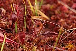 The carnivorous plant Sundew thrives in the bog’s harsh conditions, catching tiny insects to survive.