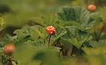 Cloudberries, golden jewels of the bog, ripen in late summer.